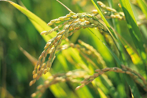 稻谷价格多少钱一斤？2020年春节前后稻谷价格行情预测